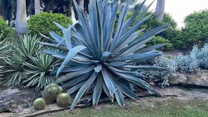 8 Exotic-Looking Plants and 2 Hardy Picks for Temperate Gardens