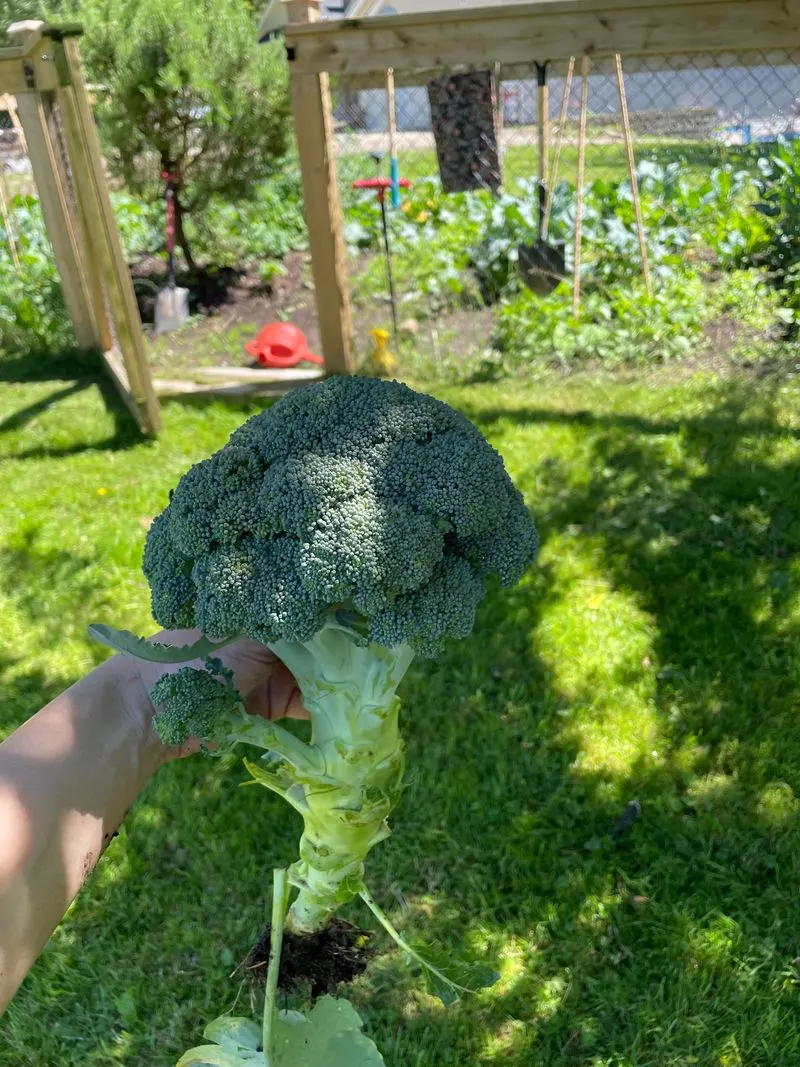 Broccoli