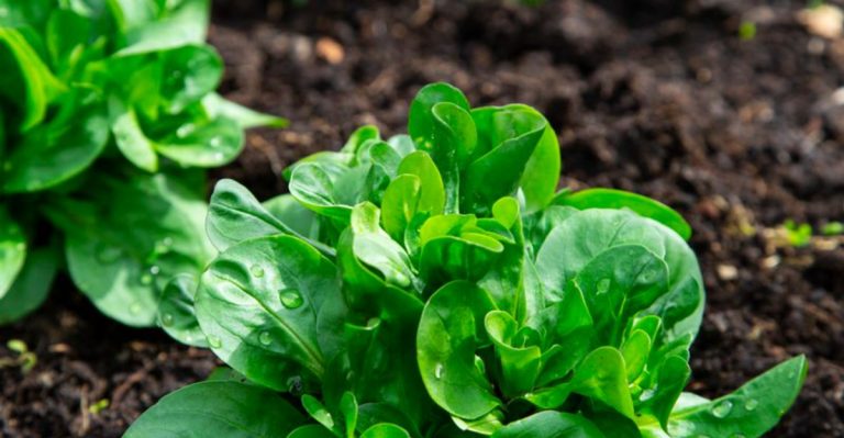 8 Fall Vegetables to Start Seeding in July