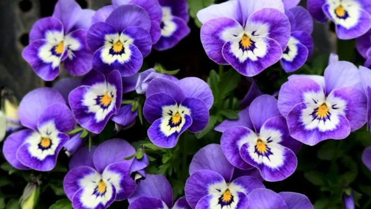 8 Garden Picks That Work and 2 That Just Don’t Handle Frost