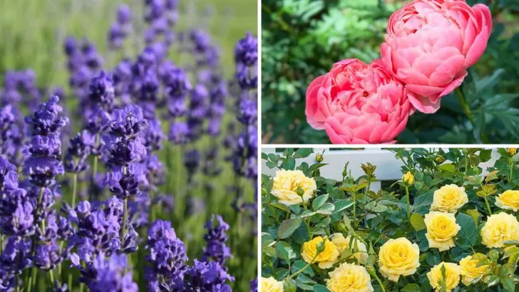 8 Garden Favorites That Hate Humidity