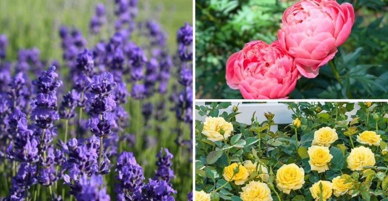 8 Garden Favorites That Hate Humidity