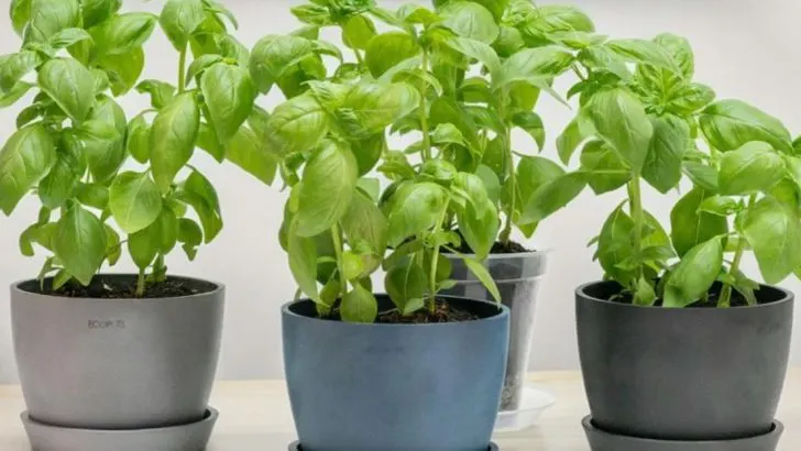 8 Hanging Herbs and 6 Compact Vegetables for a Kitchen Garden Wall