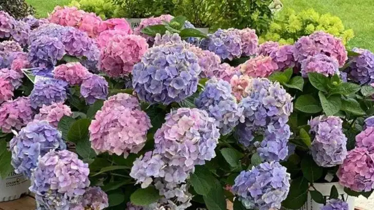 8 Plants That Change Color Through the Seasons