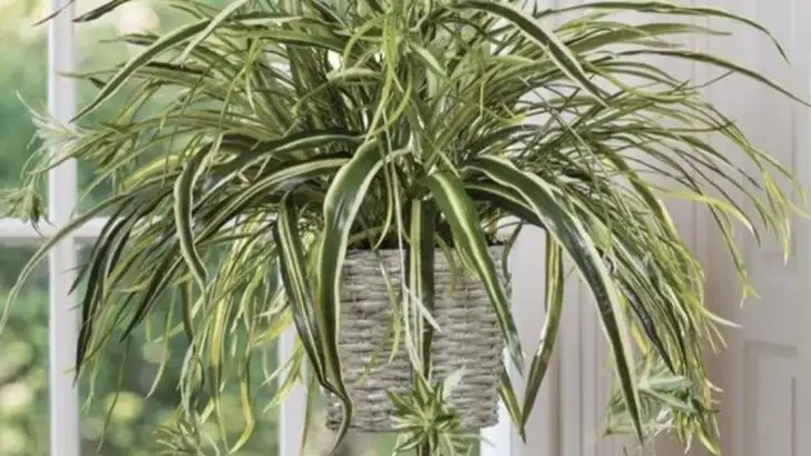 8 Plants That Naturally Improve Humidity in Your Home