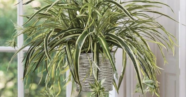 8 Plants That Naturally Improve Humidity in Your Home