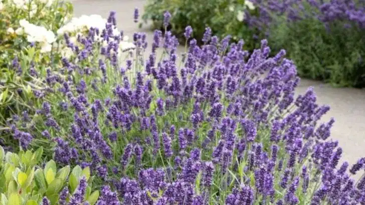 8 Shrubs and 6 Perennials That Pair Perfectly With Climbing Roses