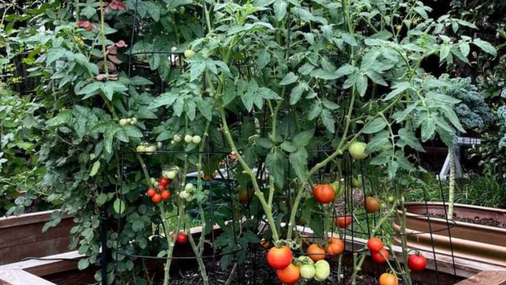 8 Vegetables You Should Always Grow in Raised Beds + 6 That Perform Better in the Ground