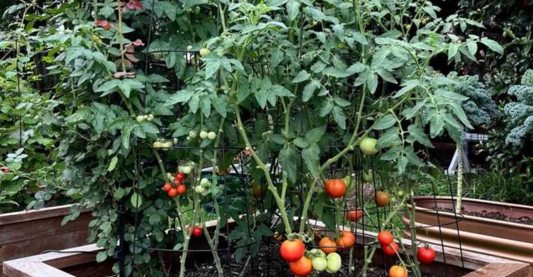 8 Vegetables You Should Always Grow in Raised Beds + 6 That Perform Better in the Ground
