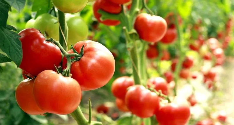 Tomatoes