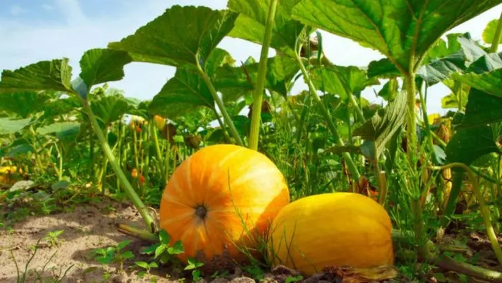 9 Crops to Plant in June and 3 You’ll Regret Missing Out On