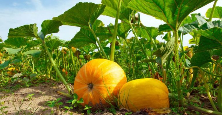 9 Crops to Plant in June and 3 You’ll Regret Missing Out On