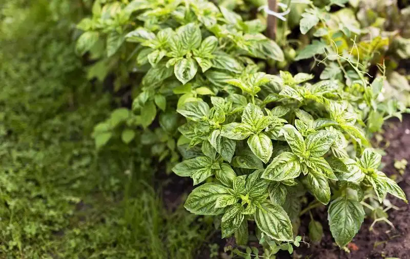 Basil