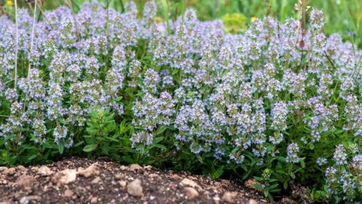 9 Fragrant Herbs That Deter Pests and 6 That Boost Nearby Plants