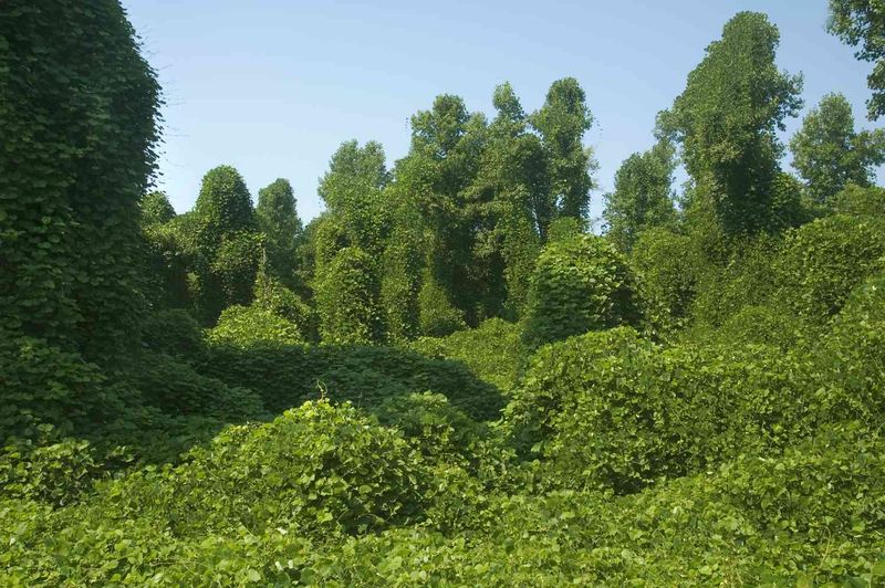Kudzu