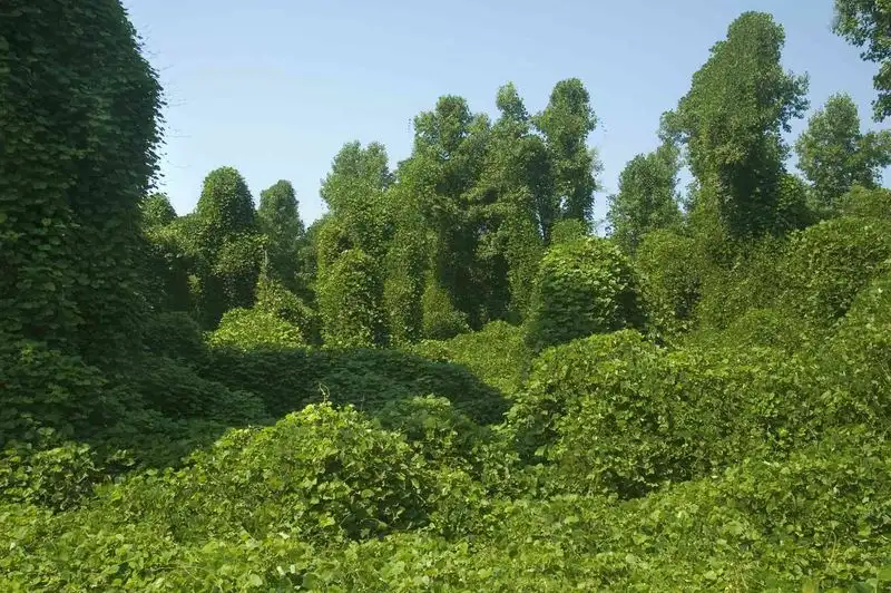 Kudzu