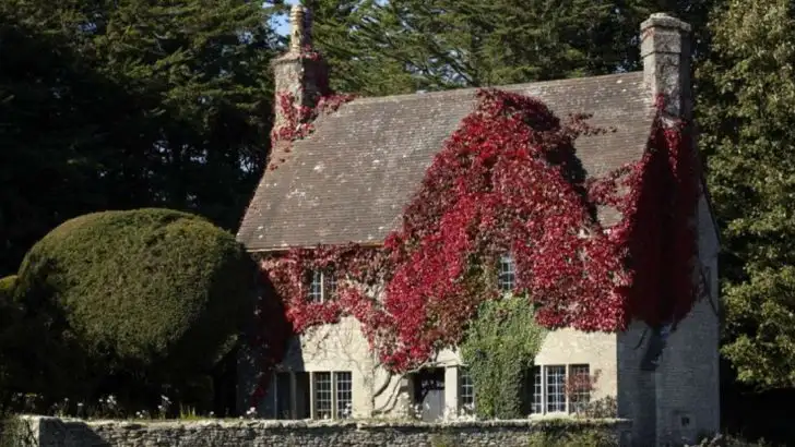 9 Plants That Are Illegal to Grow in Your Backyard in the US (and 9 Safe Alternatives)