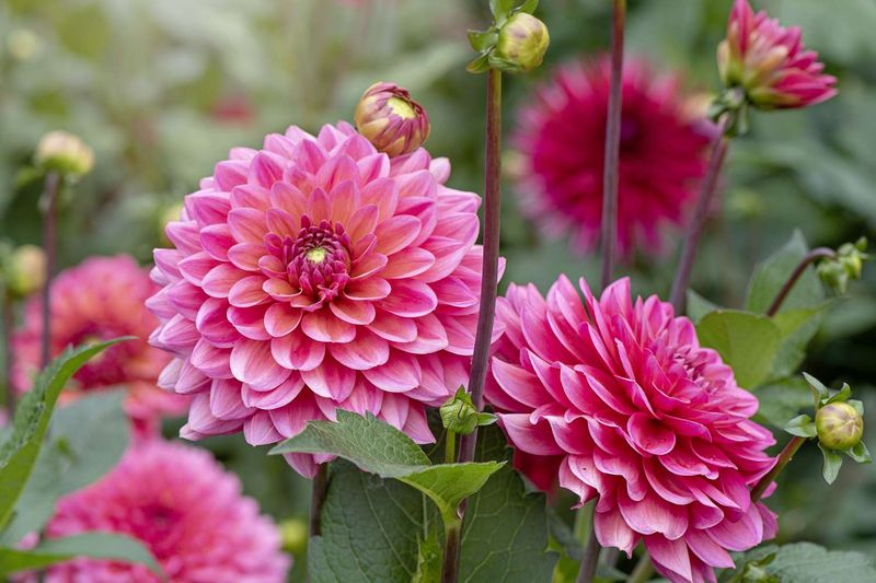 Dahlia