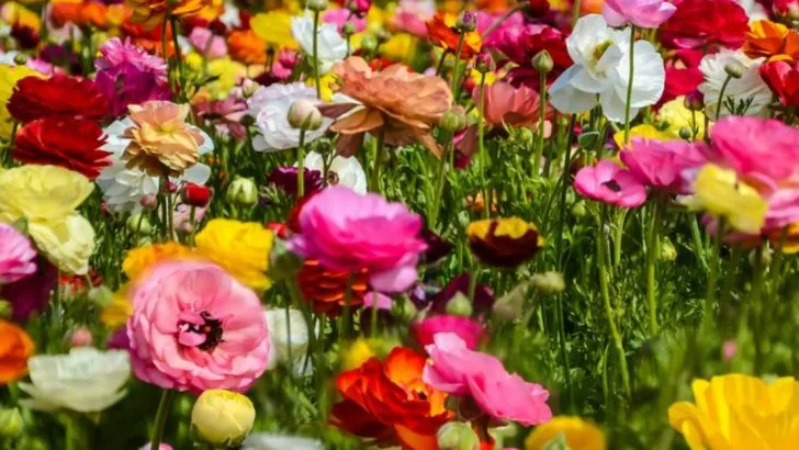 9 Summer Stars From Bulbs and 1 Early Bloomer That Delivers Fast