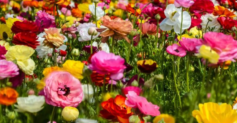 9 Summer Stars From Bulbs and 1 Early Bloomer That Delivers Fast