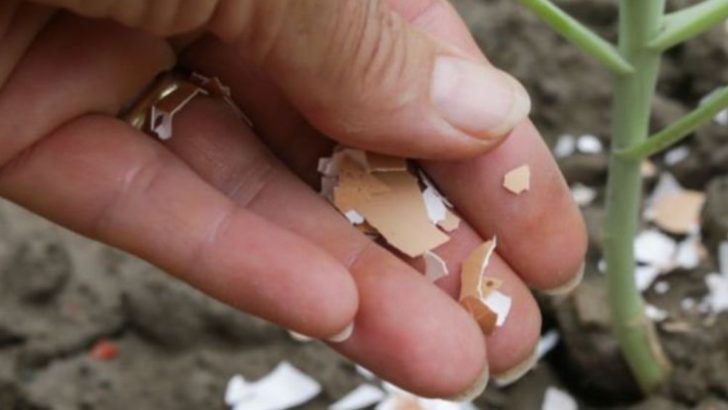 9 Everyday Objects That Outperform Store-Bought Garden Tools