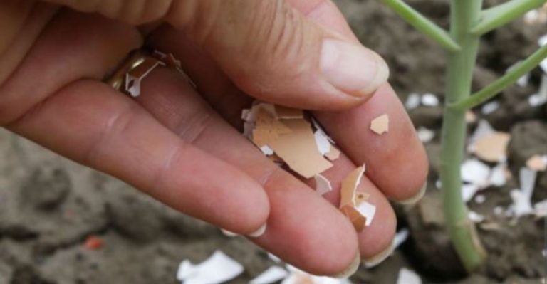 9 Everyday Objects That Outperform Store-Bought Garden Tools