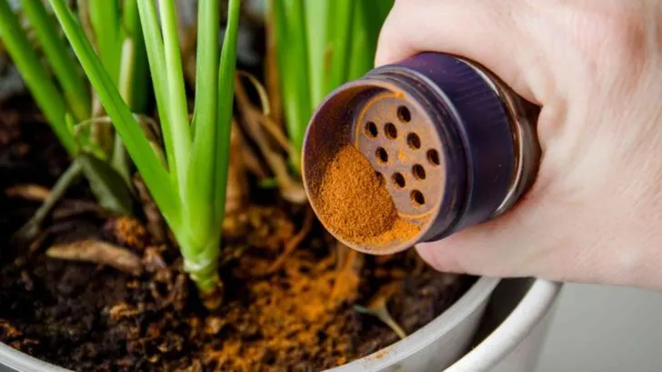 9 Genius Garden Hacks Using Items You Already Have at Home