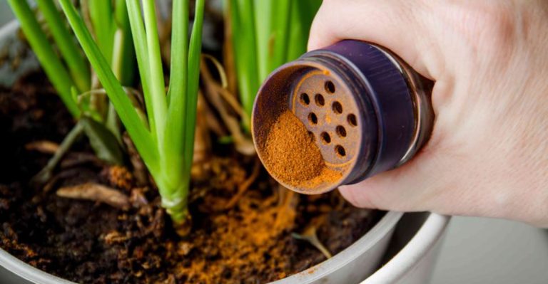 9 Genius Garden Hacks Using Items You Already Have at Home