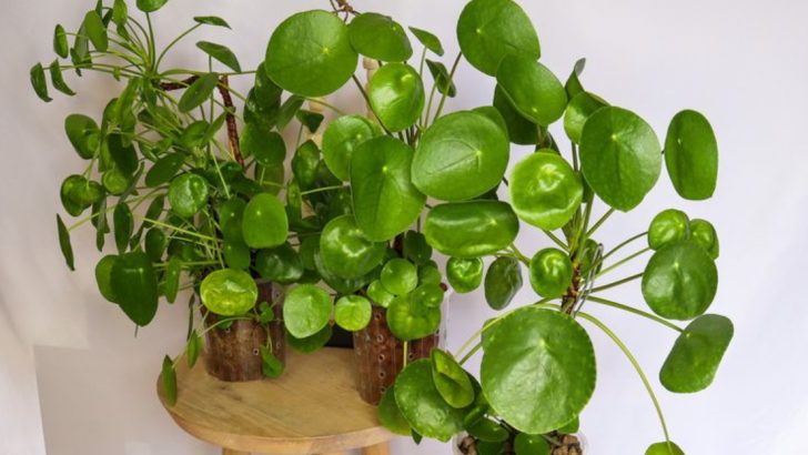 9 Low-Toxicity Houseplants Safe for Pets and Kids