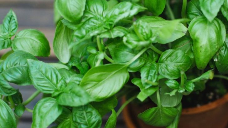 9 Plants That Naturally Repel Mosquitoes and Other Pests
