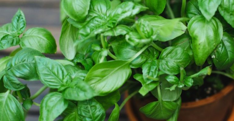 9 Plants That Naturally Repel Mosquitoes and Other Pests