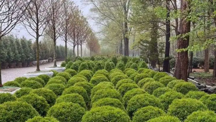 9 Shrubs That Shape Themselves Into Hedges Without Pruning