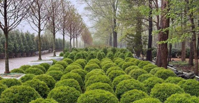 9 Shrubs That Shape Themselves Into Hedges Without Pruning