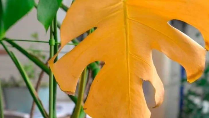 9 Signs Your Garden Is Sending You (And You’re Ignoring Them)