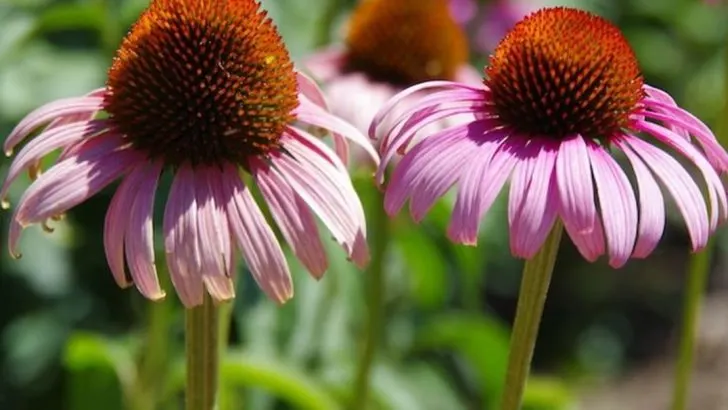 9 Therapeutic Herbs Every Retired Gardener Should Grow