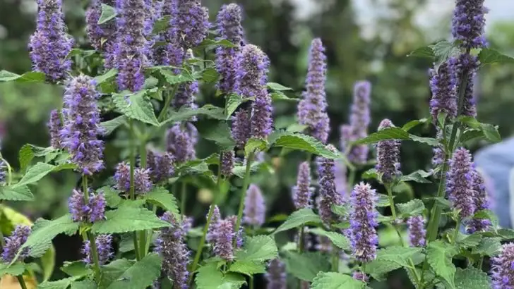 9 Uncommon Herbs That Add Unique Flavors to Your Cooking and Medicine Cabinet