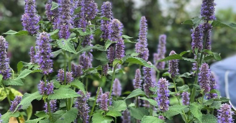 9 Uncommon Herbs That Add Unique Flavors to Your Cooking and Medicine Cabinet