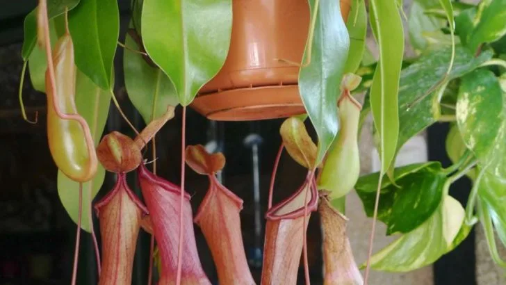 9 Unusual Plants That Help Keep Your Home Pest-Free