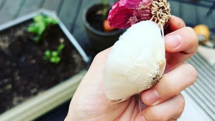 9 Vegetables You Can Regrow Forever From Kitchen Scraps