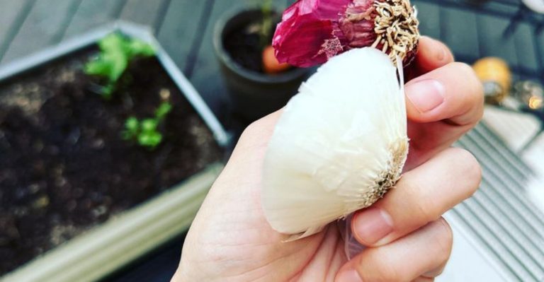 9 Vegetables You Can Regrow Forever From Kitchen Scraps