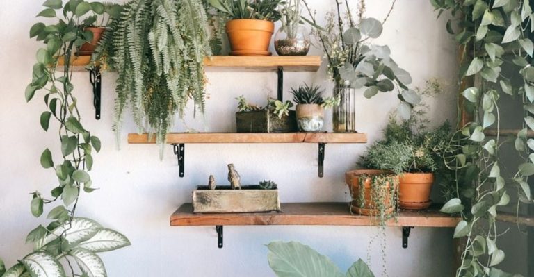 9 Ways to Style Your Living Room with Hanging Plants