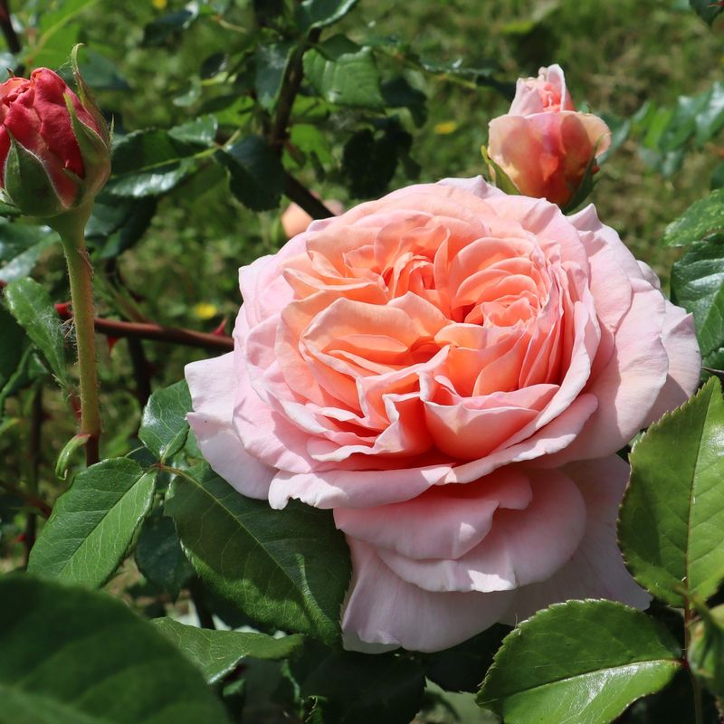 Abraham Darby