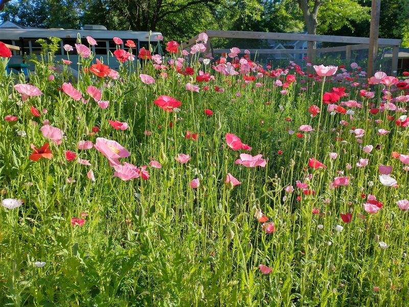 Accidental Wildflower Meadow