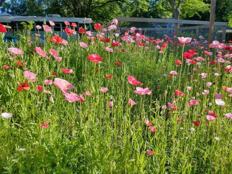 Accidental Wildflower Meadow