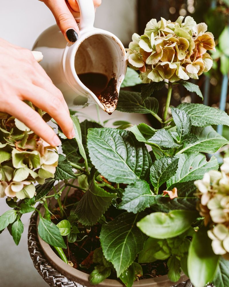 Acid-loving Plant Aid