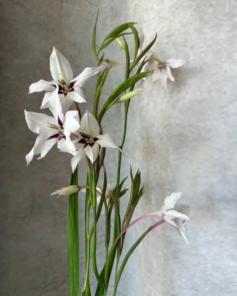 Acidanthera