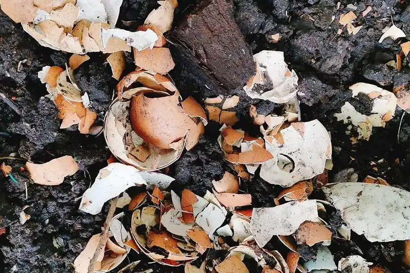 Add Crushed Eggshells