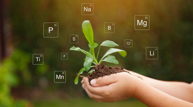 The Role of Micronutrients