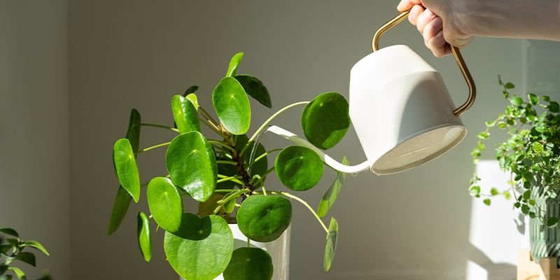 Adjusting Watering Frequency