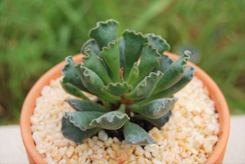 Adromischus cristatus